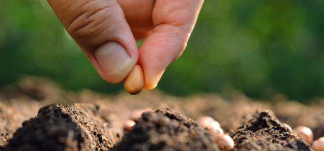 Hand holding seed over dirt to plant